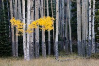 aspen, yellow, autumn,